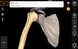 骨骼 - 人体解剖学3D互动图集